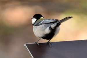 シジュウカラ