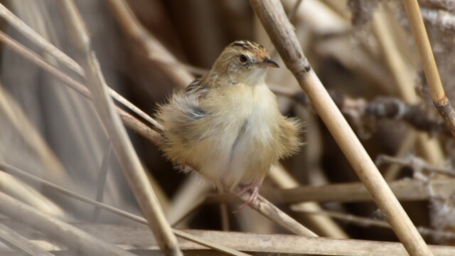 maa
ファイルサイズ: 416 KB
サイズ: 2109 x 1408 ピクセル