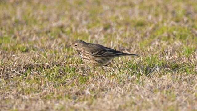 aasan
ファイルサイズ: 212 KB
サイズ: 1074 x 716 ピクセル