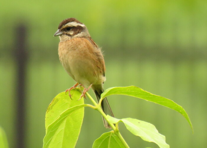 5 MB
4608 x 3456 ピクセル