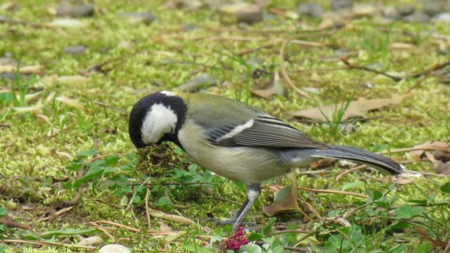 ファイルサイズ: 542 KB
サイズ: 1407 x 1055 ピクセル