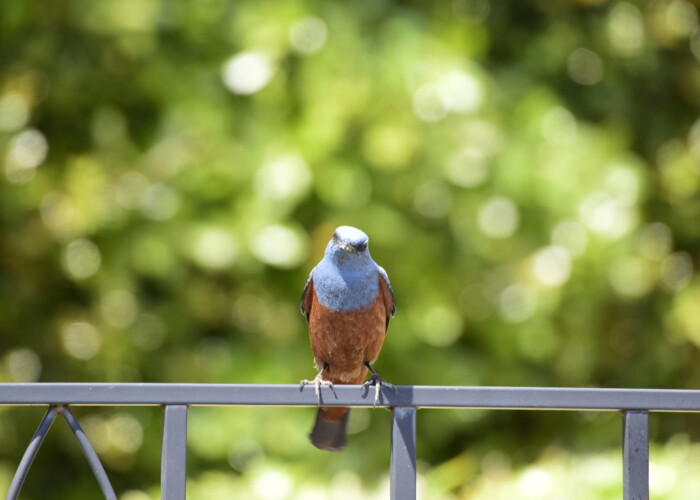 イソヒヨドリ・雄
13MB 6000 x 4000 ピクセル イソヒヨドリ・雄