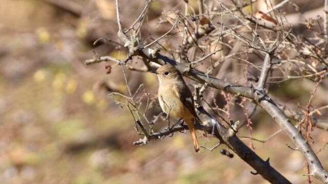 maa
ファイルサイズ: 143 KB
サイズ: 855 x 570 ピクセル