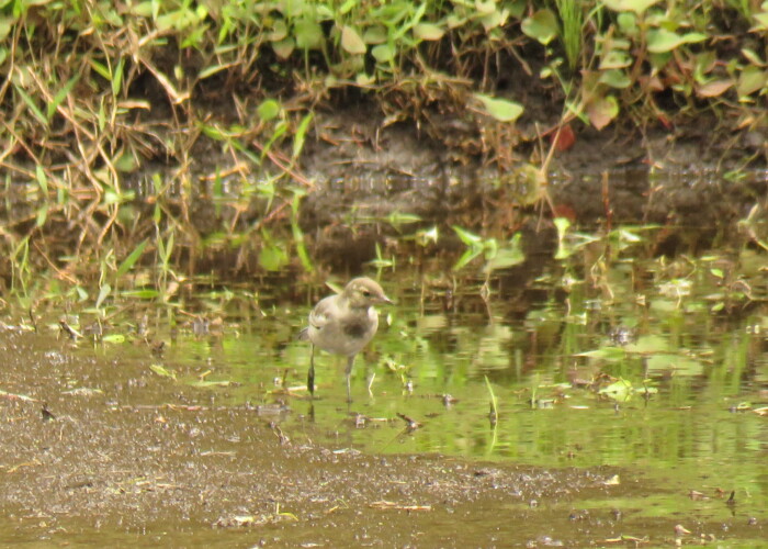 7 MB
4608 x 3456 ピクセル