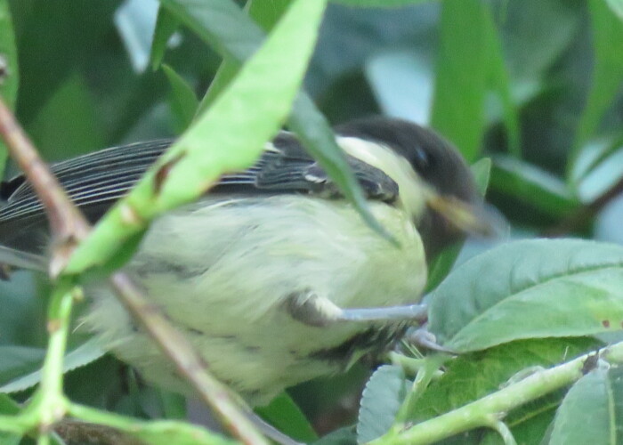 1 MB
2048 x 1536 ピクセル