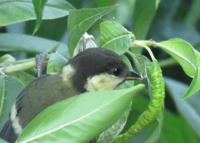 1 MB
サイズ: 2048 x 1536 ピクセル