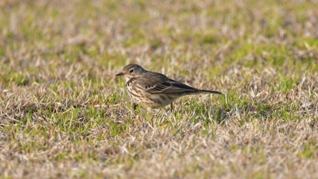 aasan
ファイルサイズ: 225 KB
サイズ: 1075 x 806 ピクセル