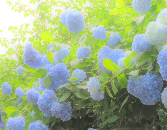 2 MB
4608 x 3456 ピクセル