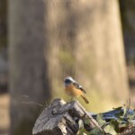 ジョウビタキ
246 KB
1620 x 1080 ピクセル ジョウビタキ