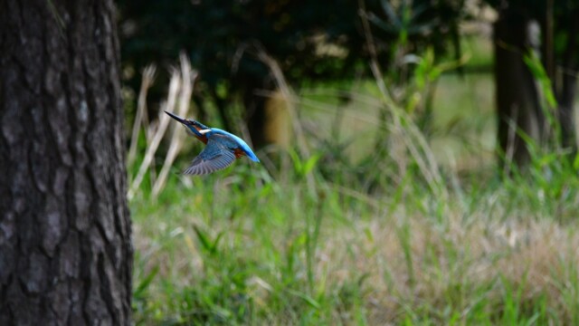 ファイルサイズ: 315 KB
サイズ: 1620 x 1080 ピクセル
aasan