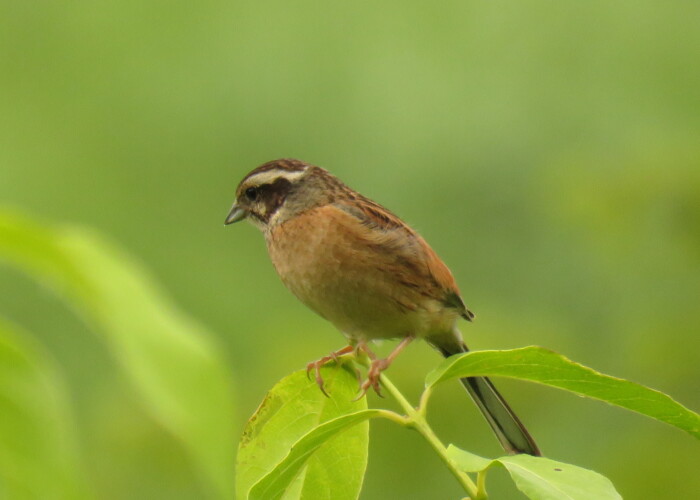 5 MB
4608 x 3456 ピクセル