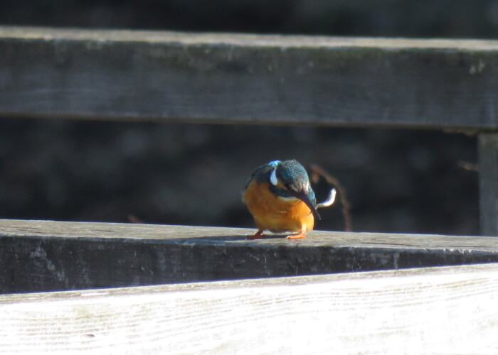 5 MB
4608 x 3456 ピクセル