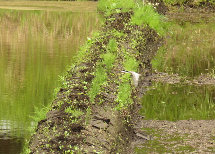 9 MB
4608 x 3456 ピクセル