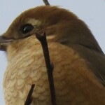 1 MB
4608 x 2592 ピクセル
maa