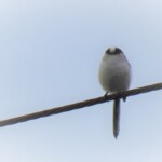 エナガ
加工処理
223 KB
2069 x 1518 ピクセル エナガ1