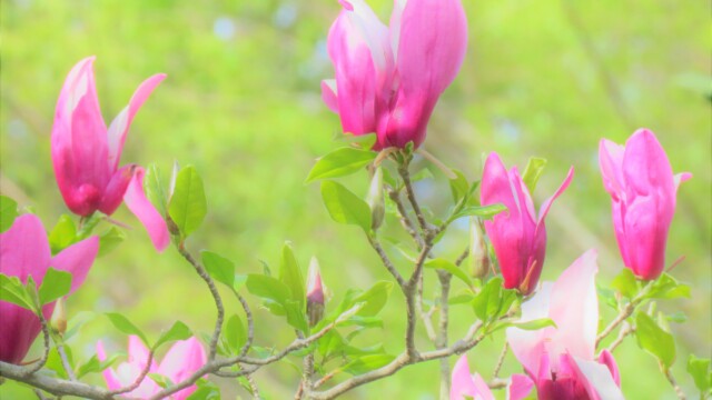 ファイルサイズ: 2 MB
サイズ: 4608 x 3456 ピクセル