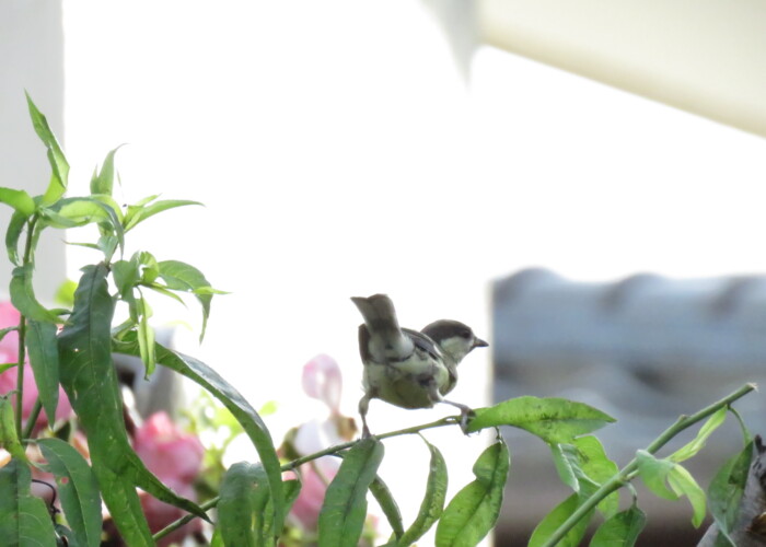 520 KB
2048 x 1536 ピクセル