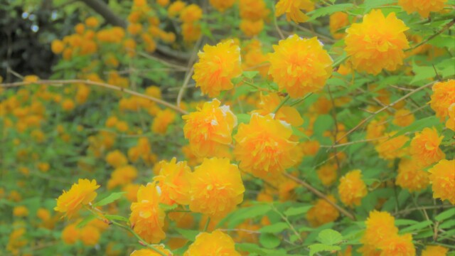 ファイルサイズ: 2 MB
サイズ: 4608 x 3456 ピクセル