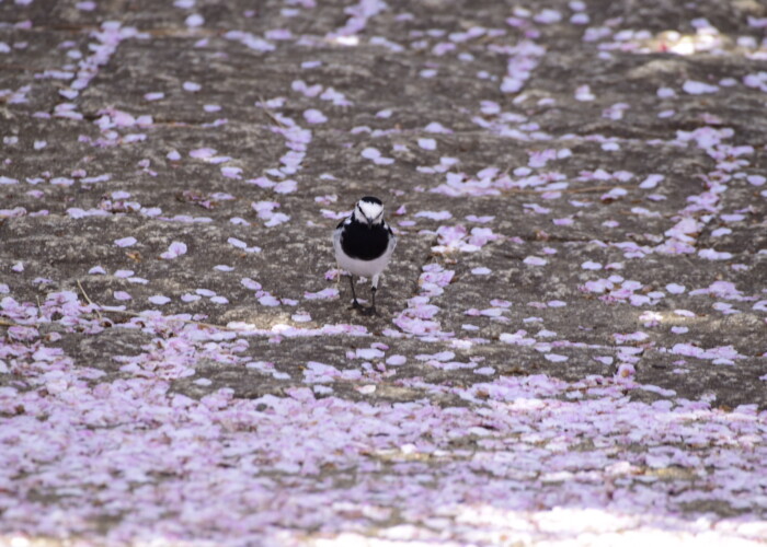 14 MB
6000 x 4000 ピクセル