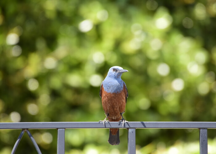 イソヒヨドリ・雄
13 MB 6000 x 4000 ピクセル イソヒヨドリ・雄