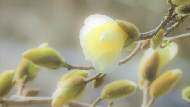 ファイルサイズ: 1 MB
サイズ: 3729 x 2797 ピクセル