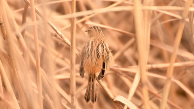 maa
ファイルサイズ: 590 KB
サイズ: 2675 x 2006 ピクセル