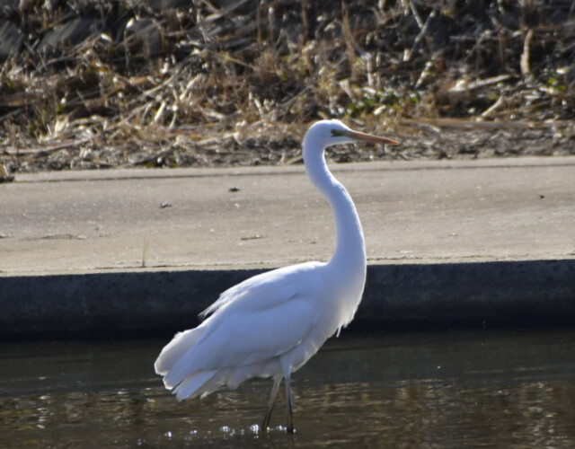 aasan
ファイルサイズ: 450 KB
サイズ: 800 x 600 ピクセル