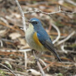 8 MB
4608 x 3456 ピクセル