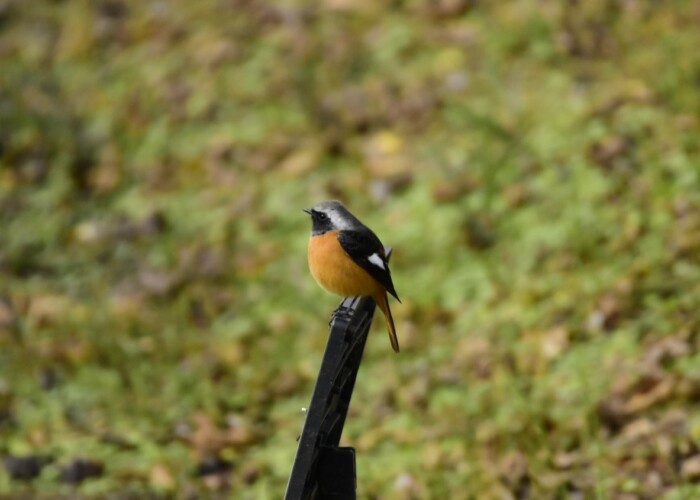 159 KB
1183 x 887 ピクセル