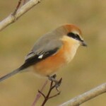 1 MB
4607 x 2592 ピクセル
maa