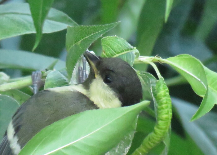 1 MB
2048 x 1536 ピクセル