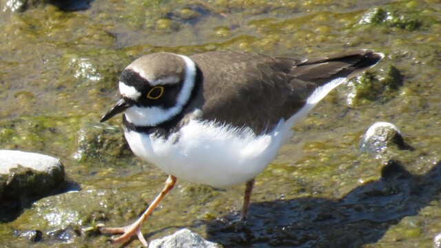 ファイルサイズ: 428 KB
サイズ: 1216 x 912 ピクセル