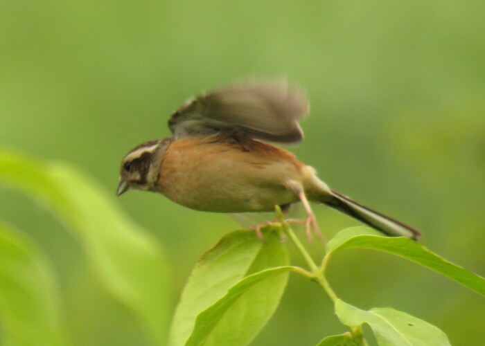 5 MB
4608 x 3456 ピクセル