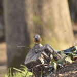 ジョウビタキ
269 KB
サイズ: 1620 x 1080 ピクセル ジョウビタキ