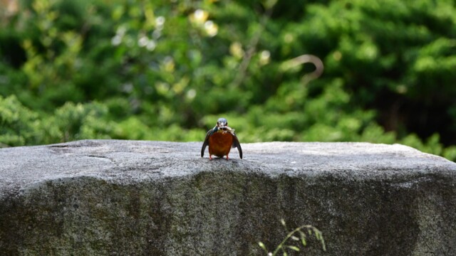 ファイルサイズ: 515 KB
サイズ: 1620 x 1080 ピクセル
aasan