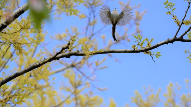 ファイルサイズ: 2 MB
サイズ: 4496 x 3000 ピクセル
maa