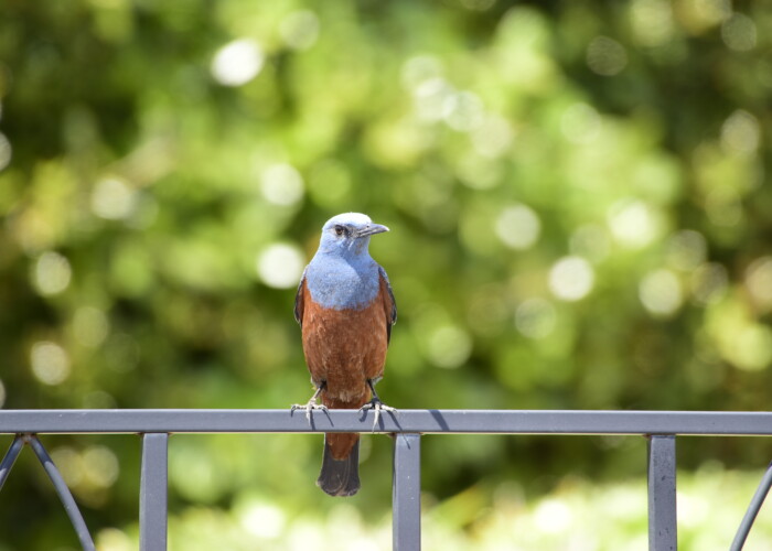 イソヒヨドリ・雄
13 MB 6000 x 4000 ピクセル イソヒヨドリ・雄