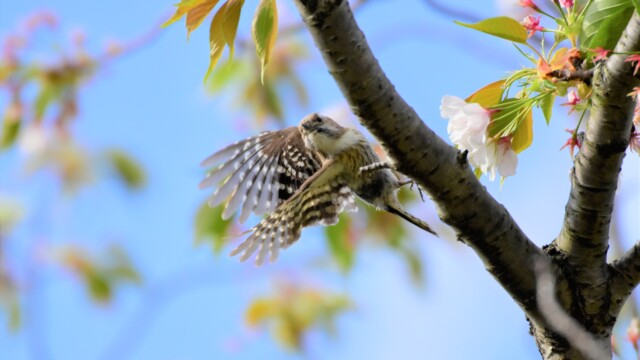 ファイルサイズ: 2 MB
サイズ: 4496 x 3000 ピクセル
maa