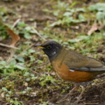 385 KB
1620 x 1080 ピクセル