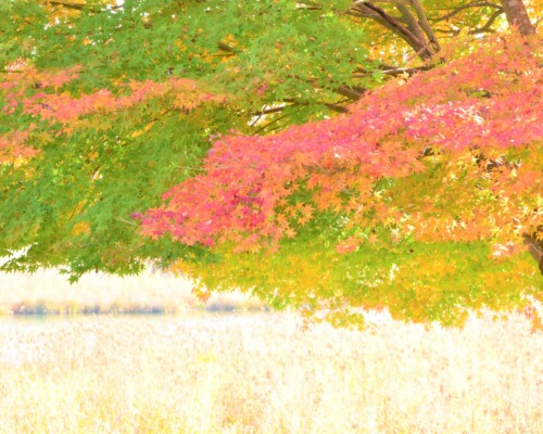 ファイルサイズ: 3 MB
サイズ: 4496 x 3000 ピクセル