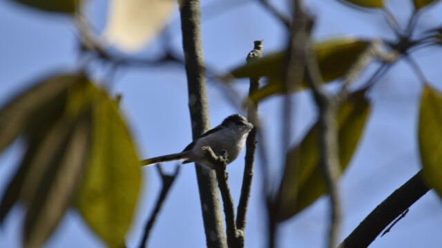 ファイルサイズ: 208 KB
サイズ: 1620 x 1080 ピクセル エナガ巣材集め