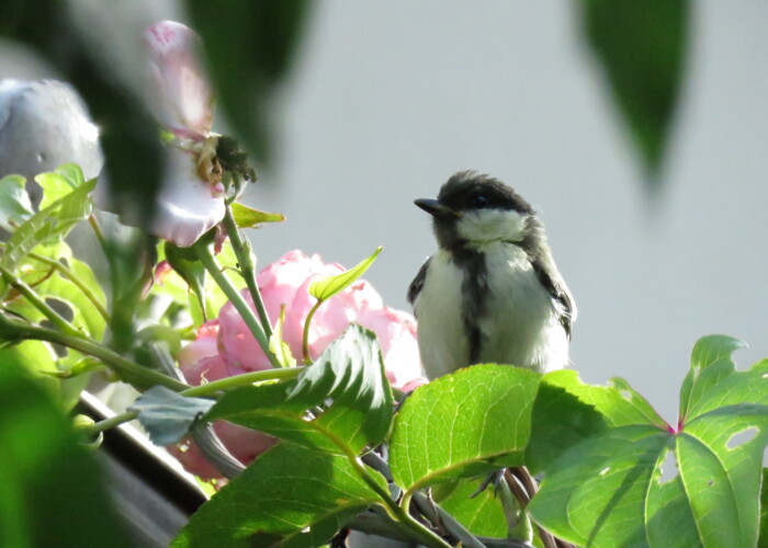 8 MB
4608 x 3456 ピクセル