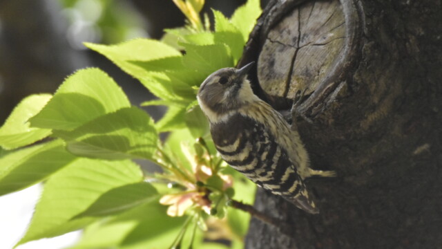 ファイルサイズ: 8 MB
サイズ: 4496 x 3000 ピクセル
maa