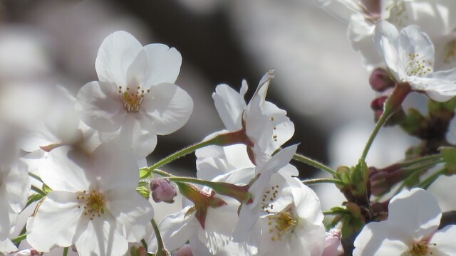 maa
ファイルサイズ: 252 KB
サイズ: 1000 x 750 ピクセル