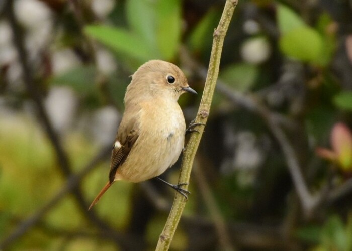 168 KB
1000 x 667 ピクセル