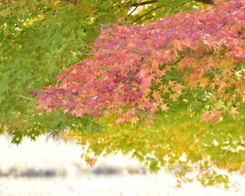 ファイルサイズ: 7 MB
サイズ: 4496 x 3000 ピクセル