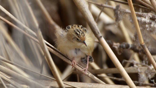 maa
ファイルサイズ: 644 KB
サイズ: 2454 x 1840 ピクセル