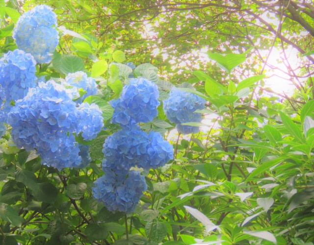 3 MB
4608 x 3456 ピクセル