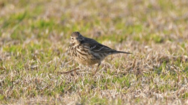 aasan
ファイルサイズ: 172 KB
サイズ: 859 x 644 ピクセル