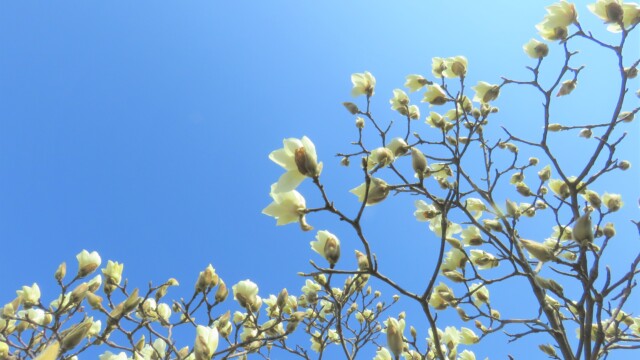 ファイルサイズ: 2 MB
サイズ: 4608 x 3456 ピクセル